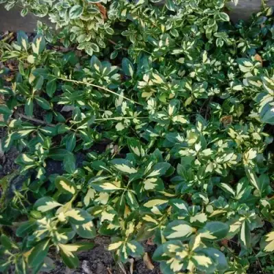 Бересклет САНСПОТ форчуна в Дзержинске