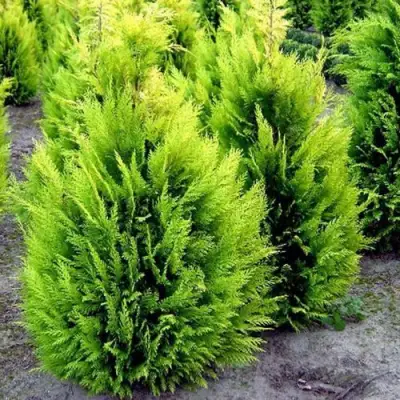 Кипарисовик ИВОНЕ лавсана в Дзержинске