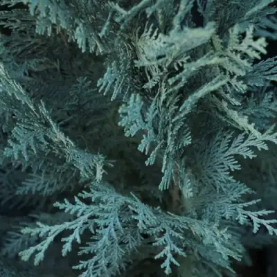 Кипарисовик ВАН ПЕЛЬТС БЛЮ лавсона в Дзержинске