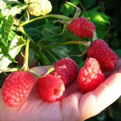 Малина ГОРДОСТЬ РОССИИ в Дзержинске