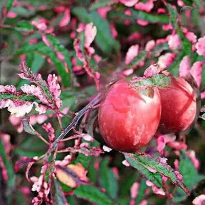 Слива ХЕССЕЙ декоративная в Дзержинске