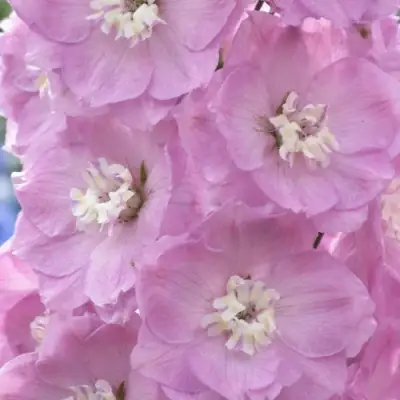 Дельфиниум ПЕТТИКОУТ гибридный в Дзержинске