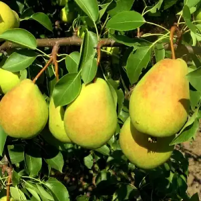 Груша ФЛЕЙТА в Дзержинске