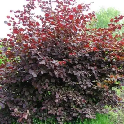 Фундук СИРЕНА в Дзержинске