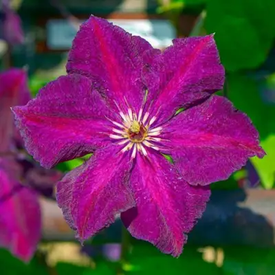 Клематис ГРЮНВАЛЬД в Дзержинске