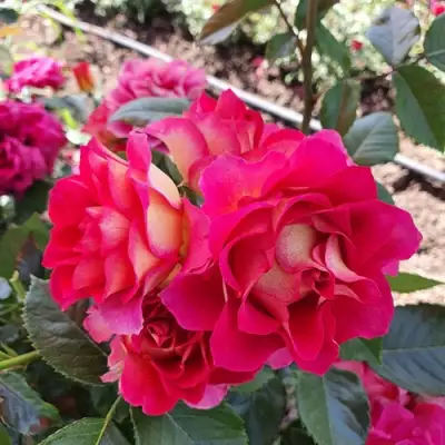 Роза БРЕРА флорибунда в Дзержинске