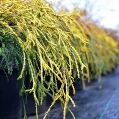 Кипарисовик ВАВЕЛ горохоплодный в Дзержинске