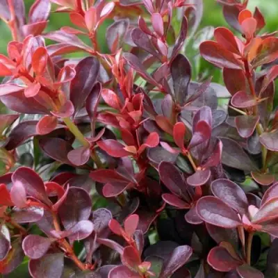 Барбарис АТРОПУРПУРЕА НАНА тунберга в Дзержинске