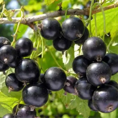 Смородина черная ОРЛОВСКИЙ ВАЛЬС в Дзержинске