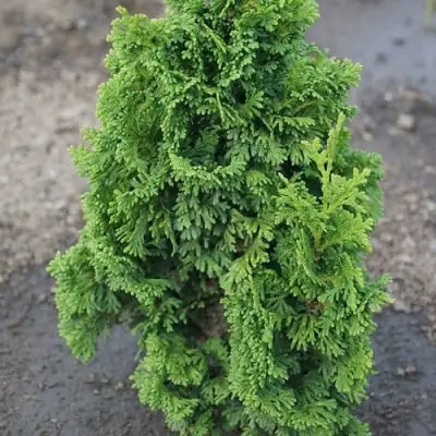 Туя ЗМАТЛИК западная в Дзержинске