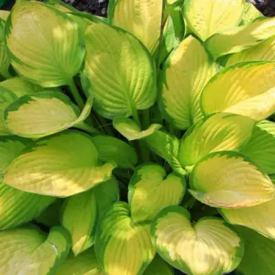 Хоста ГОЛД СТАНДАРТ Форчуна в Дзержинске