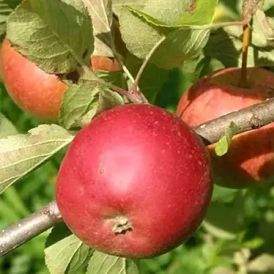 Яблоня ПОСПЕХ в Дзержинске