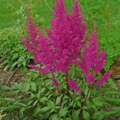 Астильба ЭЛИЗАБЕТ ВАН ВИН японская в Дзержинске