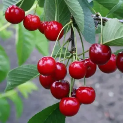 Вишня ЗАРАНКА в Дзержинске