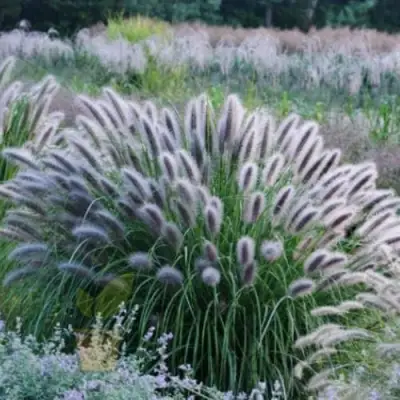 Пеннисетум БЛЭК БЬЮТИ в Дзержинске