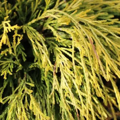 Кипарисовик ГОЛДЕН МОП горохоплодный в Дзержинске