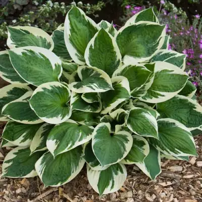 Хоста КАРИН гибридная в Дзержинске