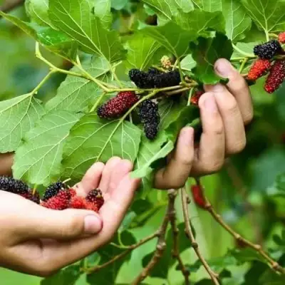 Шелковица ГАЛИЦИЯ в Дзержинске