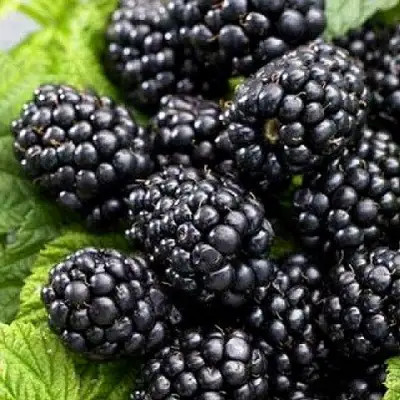 Ежевика БЖЕЗИНА бесшипная  в Дзержинске