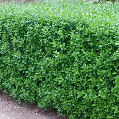 Бирючина обыкновенная АТРОВИРЕНС в Дзержинске