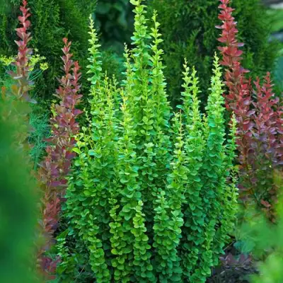 Барбарис ЭРЕКТА тунберга в Дзержинске