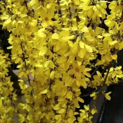 Форзиция ГОЛДРАУШ в Дзержинске