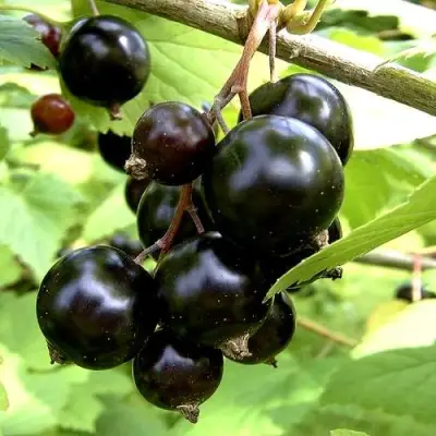 Смородина чёрная ШАРОВИДНАЯ в Дзержинске