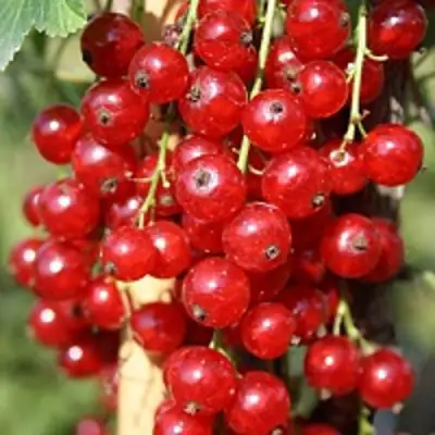 Смородина красная РОНДОМ в Дзержинске