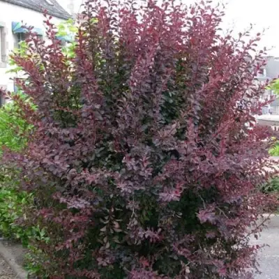 Барбарис АТРОПУРПУРЕА тунберга в Дзержинске