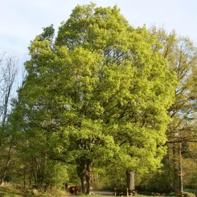 Клен полевой в Дзержинске