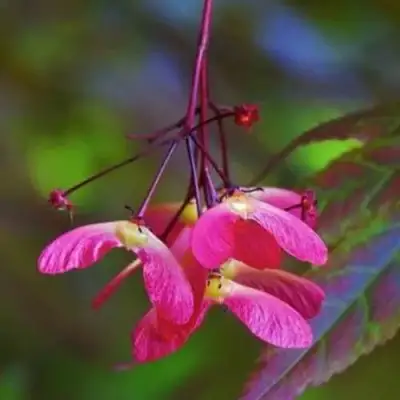 Клен пальмолистный в Дзержинске