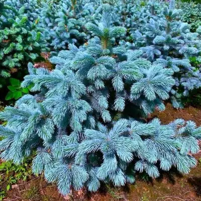 Ель СУПЕР БЛЮ СИДЛИНГ колючая в Дзержинске