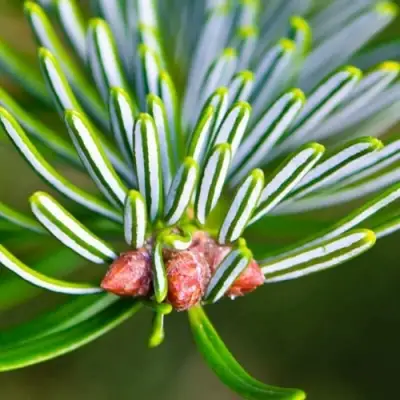 Пихта белая в Дзержинске