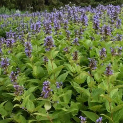 Котовник БЛЮ ДРИМС полусидячий в Дзержинске