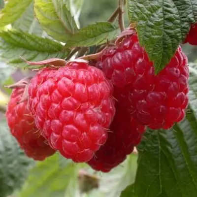 Малина ГЕРАКЛ в Дзержинске