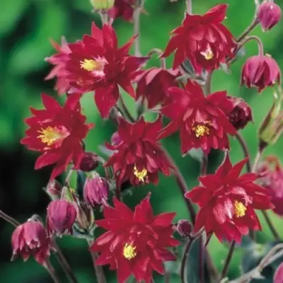 Аквилегия РУБИ ПОРТ обыкновенная в Дзержинске