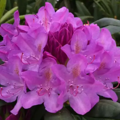 Рододендрон РОЗЕУМ ЭЛЕГАНС в Дзержинске