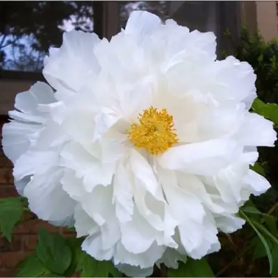 Пион БЕЛЫЙ НЕФРИТ древовидный в Дзержинске