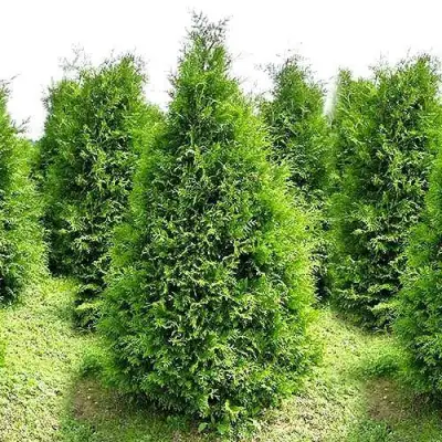 Туя БРАБАНТ западная в Дзержинске