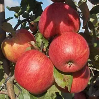 Яблоня ПЕРСИКОВАЯ в Дзержинске