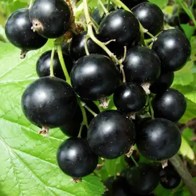 Смородина чёрная ЭКЗОТИКА в Дзержинске