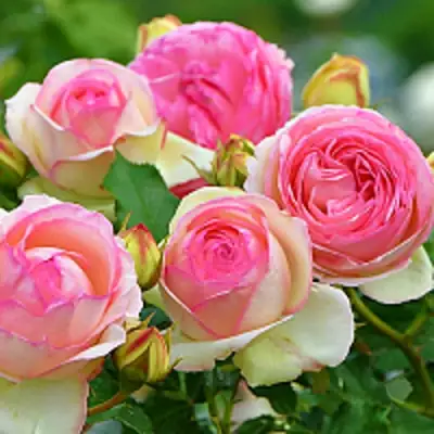 Роза ПЬЕР ДЕ РОНСАР плетистая в Дзержинске