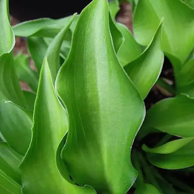 Хоста ГАРРИ ВАН ТРИЕР в Дзержинске