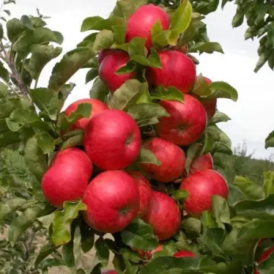 Яблоня ТРАЙДЕНТ колонновидная в Дзержинске