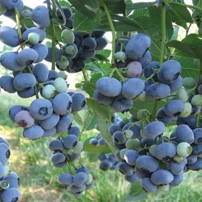 Голубика ЛИБЕРТИ в Дзержинске