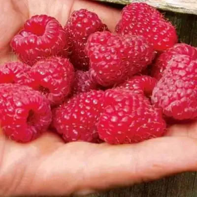 Малина ДЖОАН ДЖИ (ДЖОАН ДЖЕЙ) в Дзержинске