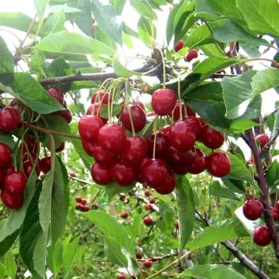 Вишня ТУРГЕНЕВКА в Дзержинске