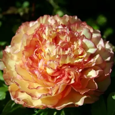 Пион ЗОЛОТАЯ РОССЫПЬ древовидный в Дзержинске