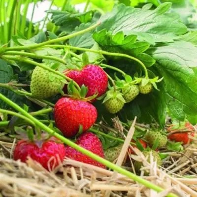 Клубника ЭЛЬСАНТА в Дзержинске