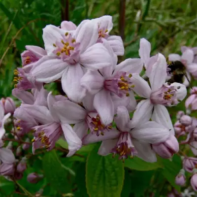 Дейция МОУНТ РОУЗ в Дзержинске